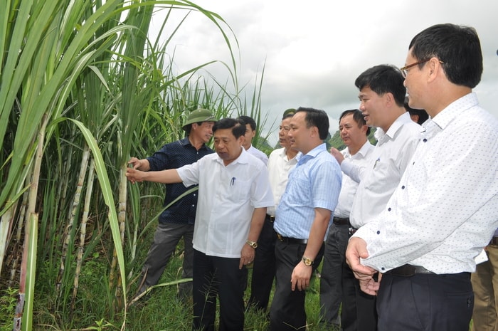 Đoàn công tác của UBND tỉnh kiểm tra mô hình mía ở xã Hoa Sơn, Anh Sơn. Ảnh Thu Huyền