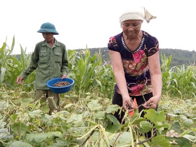 Vụ hè thu năm 2017, nông dân Diễn Châu chuyển đổi 100 ha đất lúa vùng cao cưỡng sang trồng các giống đậu. Ảnh: Mai Giang