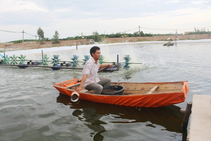 Anh Lương Văn Tứ ở xã Quỳnh Lương (Quỳnh Lưu) tăng cường dinh dưỡng giúp tôm ăn nhiều mồi, tiêu hóa tốt trong mùa mưa. Ảnh Việt Hùng