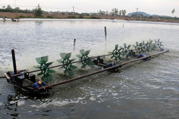 Điều tiết ô xy hòa tan là giải pháp hữu hiệu phòng bệnh cho tôm trong mừa mưa. Ảnh Việt Hùng 