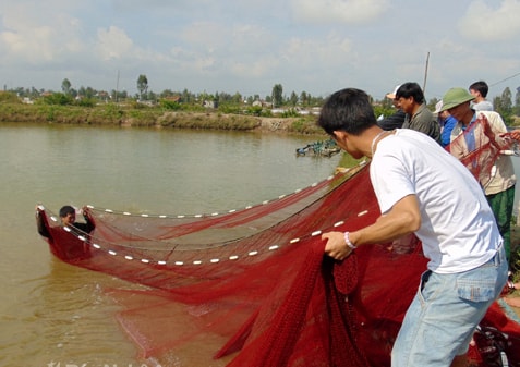 Khi nuôi cá chép giòn nguồn nước phải đảm bảo sạch, không bị nhiễm bẩn, hạn chế nước cấp bị vẩn đục.