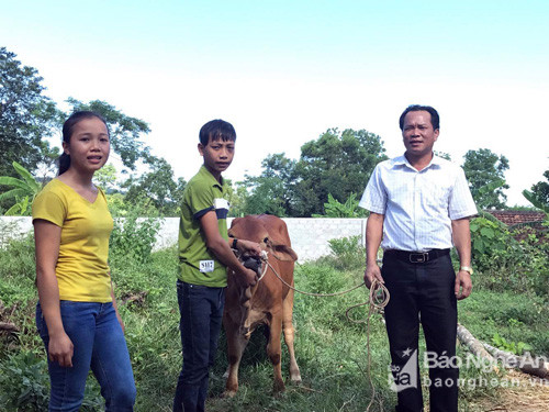 UB MTTQ trao bò sinh sản cho 2 em Hai chị em Lê Thị Hồng Giang và Lê Công Sơn ở xóm  2 xã Nghĩa Yên