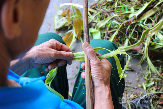 Vỏ cây niệt sau khi bóc khỏi thân cây, dùng dao cạo sạch lớp vỏ bên ngoài. Ảnh: Quang An