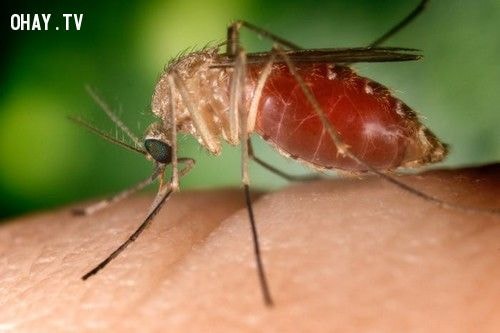 Virus West Nile là do muỗi vằn gây nên.