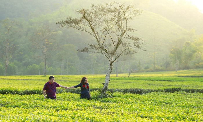 Nắng đồi chè,  màu xanh ngát như trải ra vô tận. Ảnh: Quốc Đàn