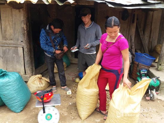 Các tư thương thu mua hạt bon bo khô trên địa bàn huyện Kỳ Sơn. Ảnh: Lữ Phú