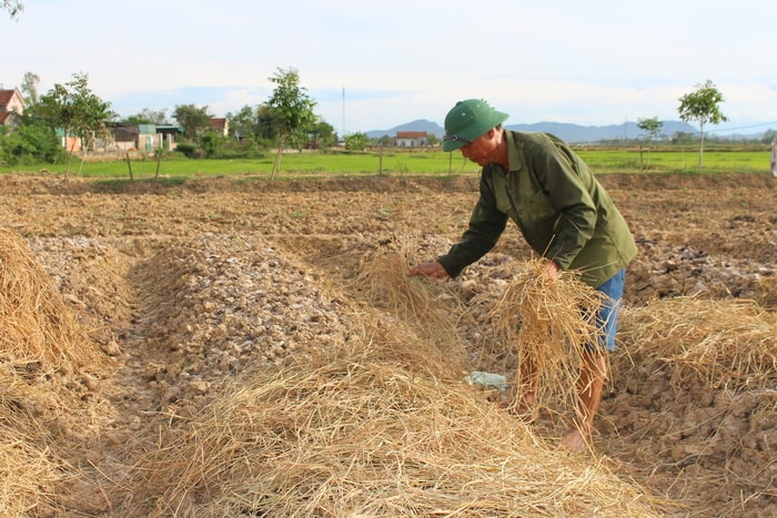 Sau khi gieo trỉa hành tăm, nông dân xã Nghi Thuận dùng rơm rạ phủ lên các luống hành tăm, chống rửa trôi khi có mưa lớn. Ảnh: Nhật Tuấn