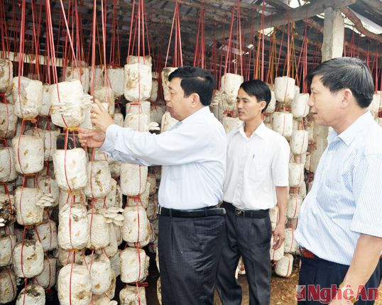 Đồng chí Nguyễn Xuân Đường - Phó Bí thư Tỉnh ủy, Chủ tịch UBND tỉnh thăm mô hình trồng nấm tại xã Nam Thành, huyện Yên Thành. Ảnh tư liệu