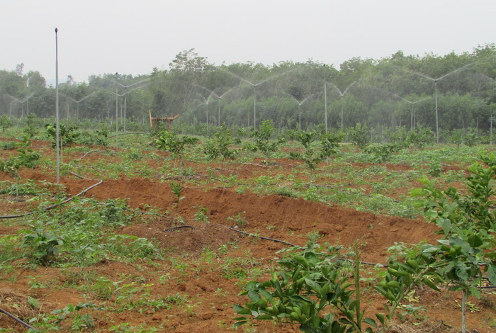 Hệ thống phun tưới tự động HTX nông nghiệp cây ăn quả 1 - 5. Ảnh: Minh Thái