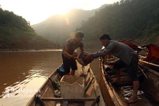 Khi mặt trời vừa ló dạng cũng là lúc các thương lái đến thu mua cá.  Anh Lương Văn Cường trú ở bản Hòa Lý (xã Mỹ Lý - Kỳ Sơn) cho biết, cuộc sống trên lòng hồ này phải xa gia đình cả tháng nhưng thu nhập cũng kha khá nhờ vào nghề đánh bắt cá. Ảnh: Đào Thọ