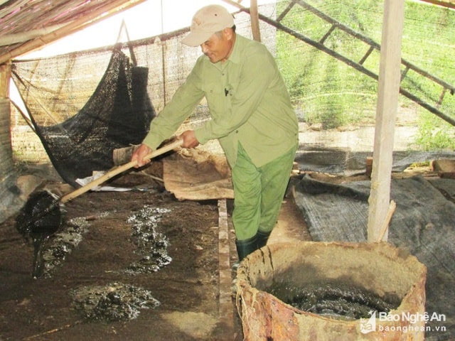 Mặt bằng nuôi giun có thể tận dụng trong vườn nhà, các chuồng trại cũ bỏ không; mật độ giun phát triển nhanh và rất dày. Ảnh: Minh Thái