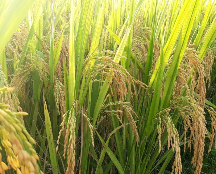 Lúa NA6 chất lượng gạo thơm ngon, lại được 