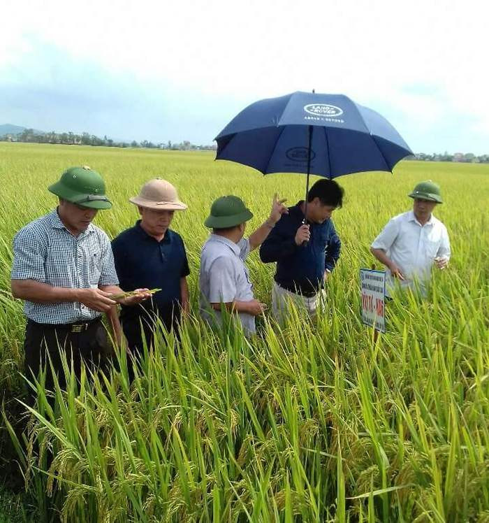 Cán bộ và nông dân xã Diễn Thái khảo sát chất lượng lúa