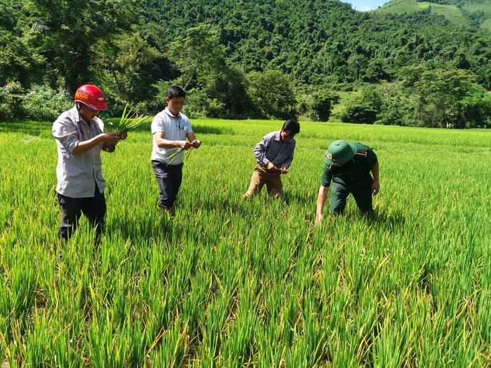 Sau khi cấy xong, vào đầu tháng 8 khi cây lúa đang ở thời kỳ phát triển tốt thì xuất hiện rất nhiều rầy nâu, gây hại và làm ảnh hưởng đến sự sinh trưởng và phát triển của cây lúa. Khiên chị Pịt Thị Thanh, cũng như nhiều hộ dân có ruộng trên địa bàn xã Na Loi, không khỏi lo lắng, trước nguy cơ mất mùa. Ảnh: Lữ Phú