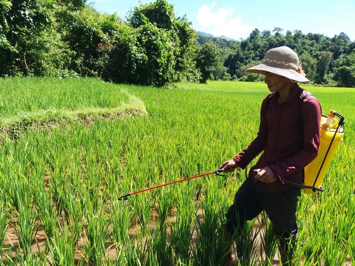 Người dân được hướng dẫn tích cực phun thuốc trừ dịch. Ảnh: Lữ Phú