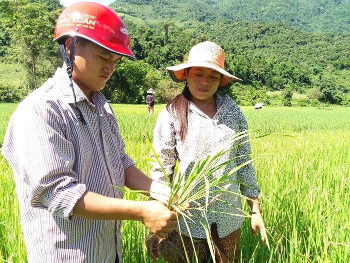 Theo dự báo của Trạm Bảo vệ thực vật huyện Kỳ Sơn, trong thời gian tới rầy nâu, rầy lưng trắng sẽ tiếp tục gia tăng cả về phạm vi và mức độ gây hại. Nếu không phun thuốc diệt trừ nguy cơ mất trắng là thực tế nhìn thấy trước. Ảnh: Lữ Phú