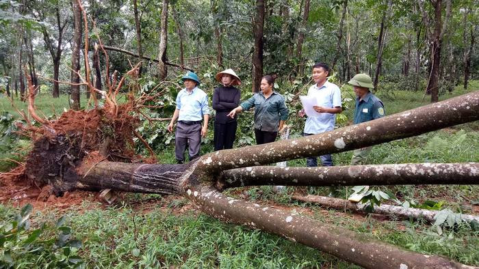 Đại diện lãnh đạo Công ty TNHH Một thành viên Nông nghiệp Xuân Thành kiểm đếm cao su bị gãy đổ do lốc xoáy xảy ra vào tối 23/8. Ảnh: Huy Nhâm