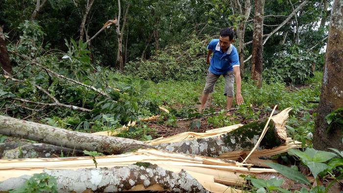 Ông Vũ Hữu Liên, đội 1 bên những cây cao su bị lốc quật ngã. Ảnh: Huy Nhâm