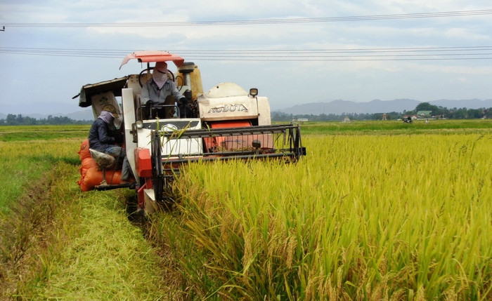 Nông dân Hưng Nguyên huy động máy gặt liên hoàn đẩy nhanh tiến độ thu hoạch lúa hè thu chạy lụt. Ảnh: Thanh Tâm