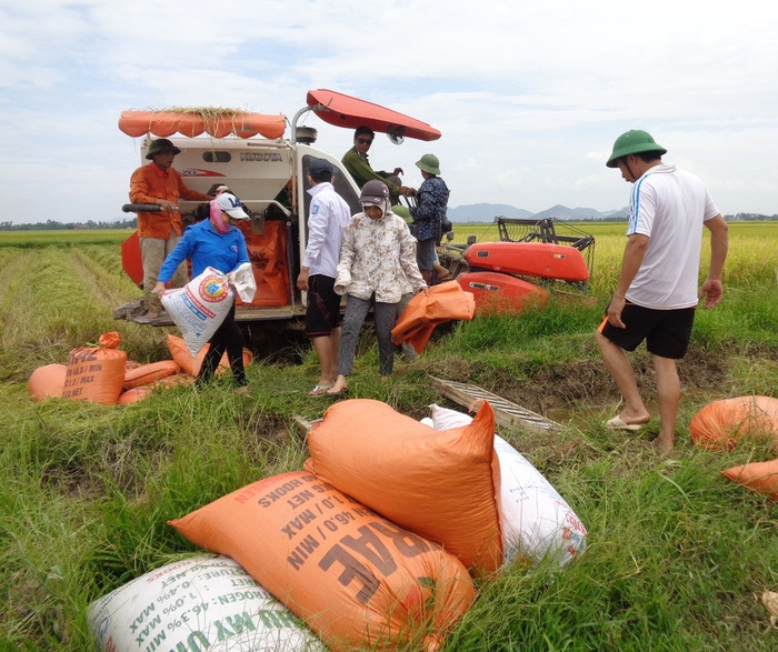 Bà con nông dân xãHưng Thông tập trung thu hoạch lúa hè thu. Ảnh: Thanh Tâm