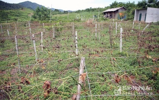 Lô chanh leo rộng khoảng 1,8ha của doanh nghiệp Napaga tại bản Pịch Niệng xã Tri Lễ huyện Quế Phong bị kẻ gian chặt trộm vào 10/08/2017. Ảnh: Hữu Vi