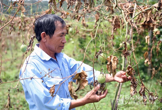 Vườn chanh leo trồng từ năm 2014 và thời điểm này đang là mùa thu hái. Ảnh: Hồ Phương