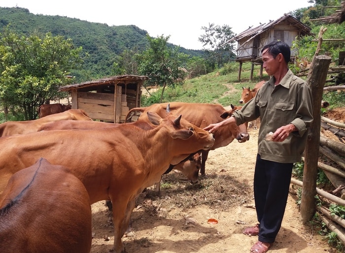 Giờ đây, ông Già Giống Chùa đã là chủ một trang trại với 75 con bò với giá trên thị trường 1 con là từ 10 đến 20 triệu đồng. Ảnh: Lữ Phú