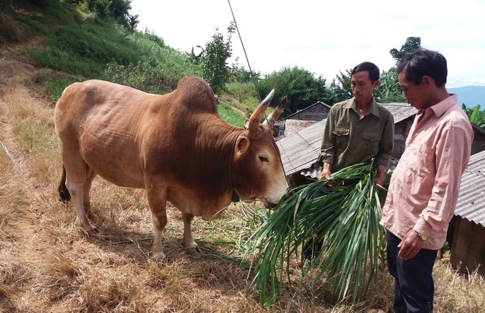 Ngoài ra ông Chùa còn chăm sóc, huấn luyện được 3 con bò chọi, nổi tiếng nhất nhì trong vùng. Ảnh: Lữ Phú