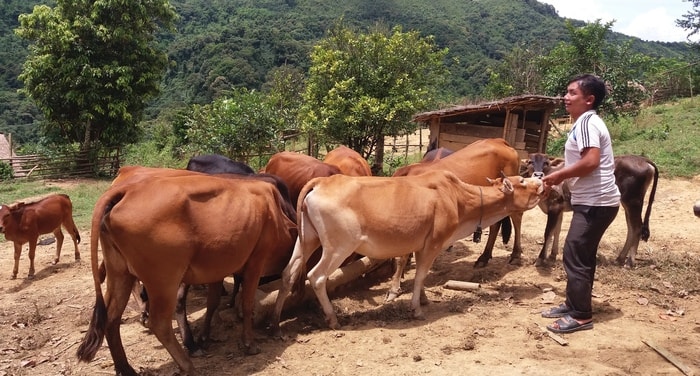 Không chỉ biết làm giàu cho gia đình mình, ông Chùa còn giúp đỡ hộ anh Già Bá Lỳ- một người tàn tật, mù cả đôi mắt một cặp bò. Trong ảnh: anh Già Bá Lỳ đang chăm sóc đàn bò của gia đình được phát triển từ cặp bò mà ông Chùa giúp đỡ. Ảnh: Lữ Phú