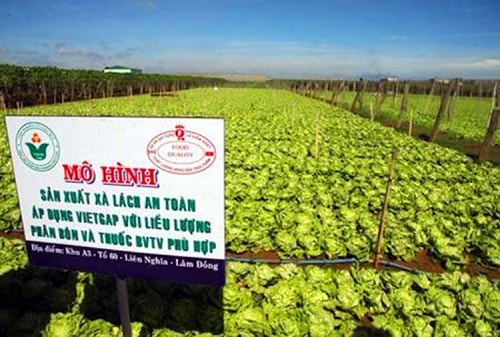 Chưa yên tâm với nông sản VietGAP