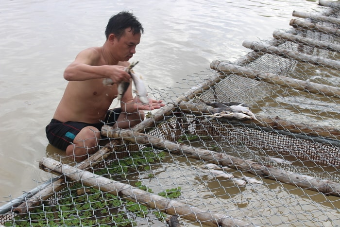 Cá chết chủ yếu là cá ghé, cá lăng nên thiện hại của người dân là khá lớn. Ảnh: C.T.V