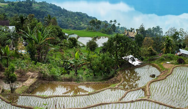 Ruộng bậc thang ở Maninjau phía tây Sumatra, Indonesia.  Maninjau là một hồ núi lửa được hình thành cách đây hơn 50.000 năm, lớn thứ 11 ở Indonesia. Nơi đây có không khí thanh bình, yên tĩnh, khung cảnh lý tưởng để ngắm cảnh hoàng hôn cùng những thửa ruộng bậc thang trồng lúa nước nằm trên các sườn dốc và đầm lầy xung quanh hồ. 