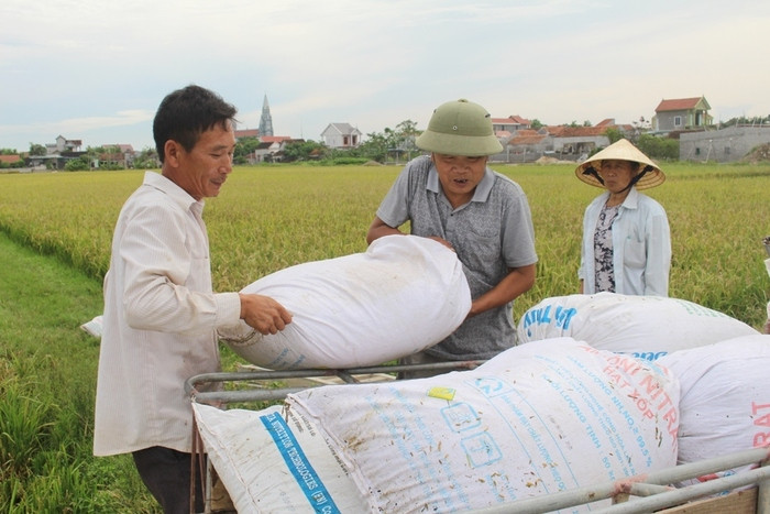 Năng suất lúa hè năm nay ở huyện Quỳnh Lưu thu đạt khoảng 5 tấn/ha. Ảnh Việt Hùng
