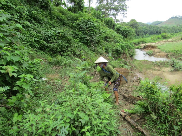 Rau dún mọc hoang ở các khe, suối có độ ẩm cao. 