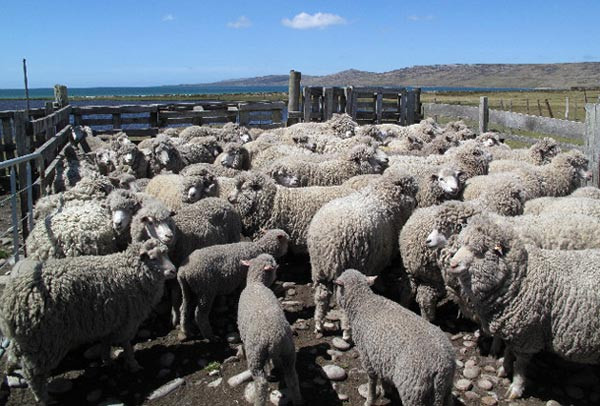 Ở đảo Falkand, Anh, dân số thưa thớt đến độ cứ trung bình cứ một người lại có 350 con cừu. Số dân trên đảo là 3.000 người trong khi lượng cừu lại lên tới hơn nửa triệu con. Chẳng có gì bất ngờ khi sản xuất len dạ trở thành ngành công nghiệp mũi nhọn của hòn đảo.
