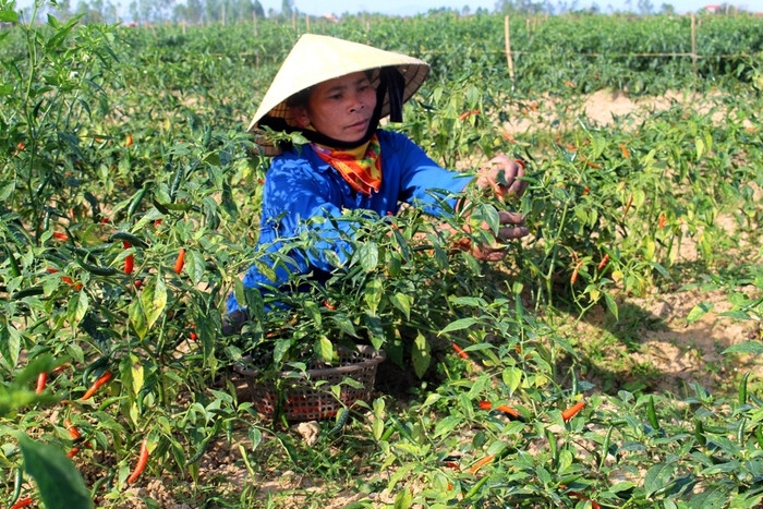 Ngoài trồng giống ngô ngọt chất lượng cao, những năm gần đây, xã An Hòa (Quỳnh Lưu) đã đưa giống ớt cay Ando 69 vào sản xuất vụ đông. Ảnh: Việt Hùng