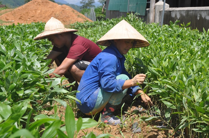 Xã Hạnh Lâm hiện nay được biết đến là địa phương phát triển nghề ươm cây giống cung cấp cho thị trường trong và ngoài tỉnh. Ảnh: Công Kiên