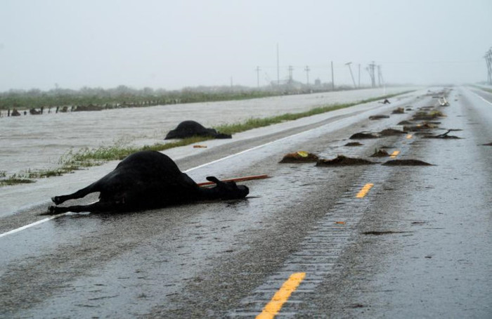 Dù vậy, Giám đốc Cơ quan Quản lý khẩn cấp liên bang Mỹ Brock Long cảnh báo Harvey vẫn còn là cơn bão nguy hiểm và có thể “biến thành sự kiện chết chóc trong đất liền”. Ảnh: Reuters.