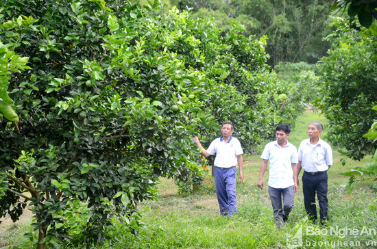 Hộ ông Nguyễn Hữu Thắng (xóm 323, xã Đỉnh Sơn) với 2 ha ông Thắng trồng cây ăn quả kết hợp chăn nuôi gà thả vườn.