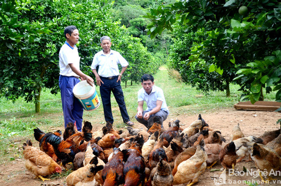 Cùng với cây cam, ông Thắng còn kết hợp chăn nuôi gà thả vườn. Tính ra mỗi năm trang trại của ông cho thu nhập từ 200 - 250 triệu đồng. Ảnh: Thanh Thủy