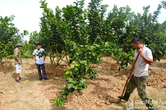 Trên diện tích 3ha, ngoài ao cá, chăn nuôi, anh Huỳnh còn trồng Cùng với 200 cây mít thái, 150 cây bưởi da xanh 