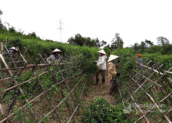 Vùng dược liệu được trồng ở Chi Khê - Con Cuông