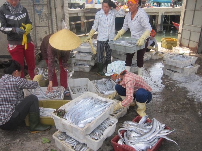 Từ đầu năm đến nay, ngư dân Quỳnh Lưu chủ yếu trúng đậm cá hố, mực, cá bạc má… Hải sản đánh bắt về được các thương lái thu mua ngay tại bến, sau đó phân loại chuyển tới các kho đông lạnh và các chợ. Ảnh: Lê Nhung