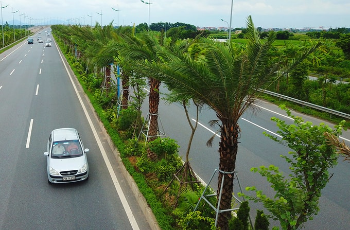 Theo một số chuyên gia, cây chà là phát triển chậm, rễ mọc chùm dày đặc, và có ưu điểm ít sâu bệnh nên rất dễ chăm sóc.