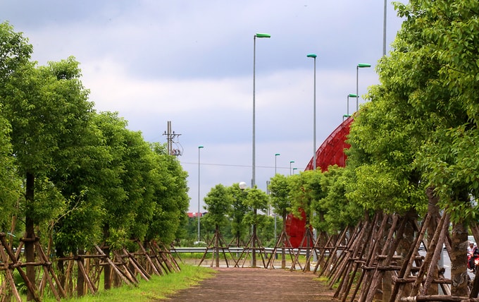 Cùng với hệ thống cây trang trí ở dải phân cách giữa, vỉa hè hai bên đường được trồng cây tỏa bóng mát cao khoảng năm mét.