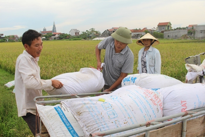 Sau khi thuê máy gặt xong, người dân chỉ việc chở lúa hạt về nhà phơi chứ không phải qua nhiều công đoạn như trước đây. Ảnh: Việt Hùng