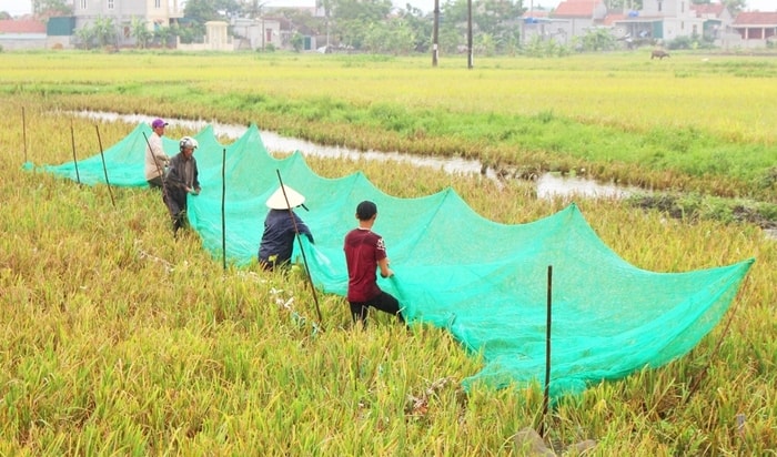 Một số người dân ra đồng săn châu chấu ở Quỳnh Lưu. 