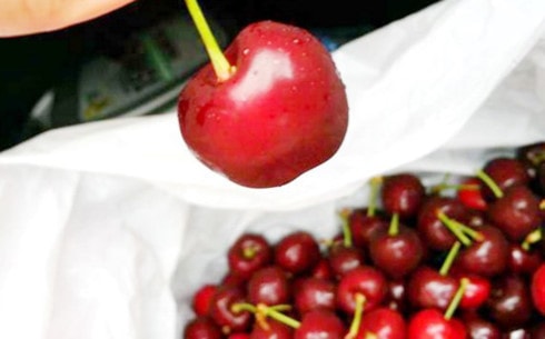 Sắp tới người tiêu dùng Việt sẽ được ăn Cherry Úc xịn nhập khẩu