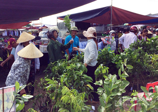 Người dân chọn mua cây giống tại phiên chợ Dinh sáng 30/8. Ảnh: Xuân Hoàng