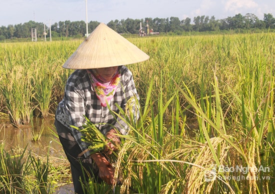 Thu hoạch lúa tái sinh tại xã Thanh Lĩnh, Thanh Chương. Ảnh: Phú Hương